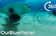 Hammerhead Sharks 360° – #OurBluePlanet – Earth Unplugged