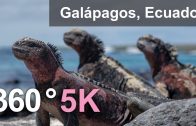 Animals of Galápagos archipelago, Ecuador. 360 video in 5K
