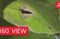 Costa Rican jungle in 360° – Planet Earth II: Jungles – BBC One
