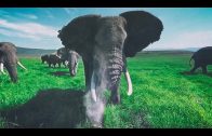 Surrounded by Wild Elephants in 4k 360