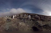 Walk with Penguins in immersive 3D experience