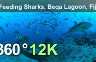 Feeding Sharks. Beqa Lagoon, Fiji. Underwater 360 video in 12K