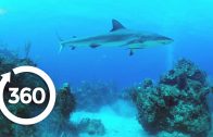 Protecting Ocean Anchor Species | Racing Extinction (360 Video)