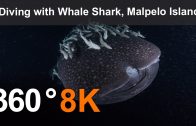 Whale Shark, Malpelo Island, Colombia. 360 underwater video in 8K