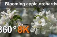360°, Blooming apple orchards. Moscow, Kolomenskoye. 8K video