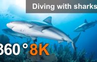 360°, Diving with sharks. 8K Underwater video