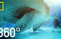 360° Great Hammerhead Shark Encounter | National Geographic