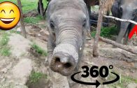Elephant Sanctuary in Thailand!! – 360 Degree Video!