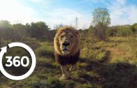 Lion Whisperer | Racing Extinction (360 Video)