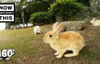 Rabbit Island – Okunoshima, Japan | Unframed by Gear 360 | NowThis