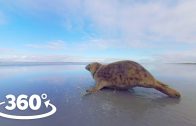 Rehabilitated Seals Released Back Into The Wild – VR Experience