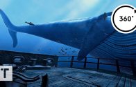 the Blu: Whale Encounter | 3D 360 VR